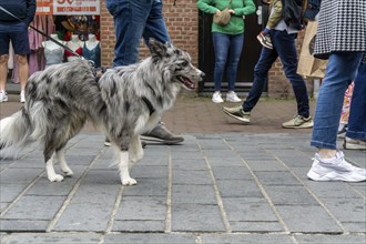 Dogs on a lead, on a pavement, dog perspective, walking between people in a pedestrian zone