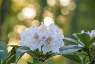 White rhododendron, Germany, Europe