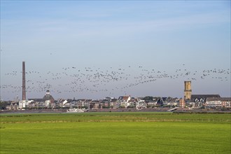 Skyline of Emmerich, on the Lower Rhine, pastures on the left bank of the Rhine, cows, flock of