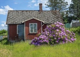 Old abandoned cottage with blooming rhododendron bush in Vollsjö, Skåne County, Sweden,