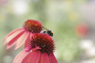 Bumblebee (Bombus), pollination, flower, coneflower, close-up of a bumblebee with pollen on the