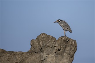 Yellow-crowned night heron (Nyctanassa violacea, Syn.: Nycticorax violaceus) sitting on stone,