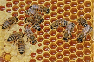 Western honey bee (Apis mellifera) fruit blossom, honeycomb, marked queen bee, beehive, petals,