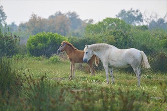 A white Camargue horse and foal stand in a green meadow surrounded by plants. The sky is cloudy and