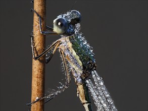 Emerald Damselfly (Lestes sponsa) sits on a rush stalk, the first rays of sunlight dry the wings,