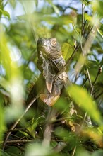 Green iguana (Iguana iguana) between leaves, Tortuguero National Park, Costa RicaGreen iguana