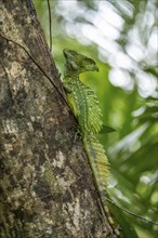 Plumed basilisk (Basiliscus plumifrons), adult male sitting on a branch, Tortuguero National Park,