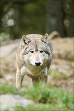 Eastern wolf (Canis lupus lycaon) standing on a meadow, Bavaria, Germany, Europe