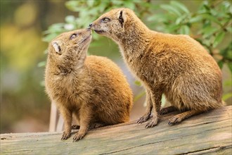 Ethiopian dwarf mongoose (Helogale hirtula) sitting on an old tree trunk, Bavaria, Germany, Europe