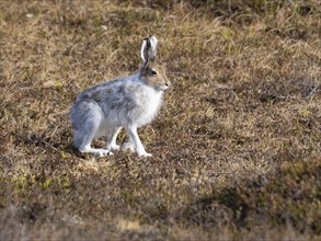 Mountain Hare (Lepus timidus), moulting from winter into its summer coat, Varanger National Park,