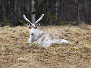 Reindeer (Rangifer tarandus), male resting on rough pasture, with velvet on developing antlers,