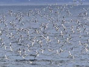 Black-legged kittiwake (Rissa tridactyla), flock flying off from coastal rocks of Arctic Ocean,