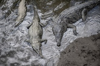 American crocodile (Crocodylus acutus) swimming in the water, from above, Rio Tarcoles, Carara