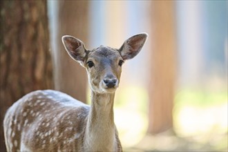 European fallow deer (Dama dama) doe, portrait, in a forest, Bavaria, Germany, Europe