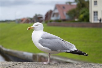 European herring gull (Larus argentatus) standing on the harbour wall, Greetsiel, East Frisia,