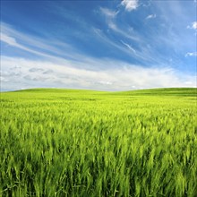 Landscape with rolling hills, green barley field under blue sky with beautiful clouds, Saalekreis,