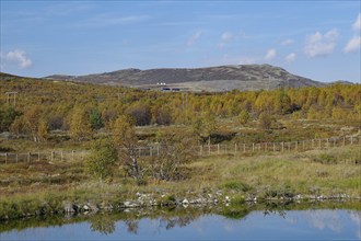 Reflection of mountains and trees in the autumnal lake under a blue sky, autumn, Hjerkinn,