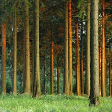 Spruce forest in the evening, tree trunks glow in the last evening light, Thuringian Forest,