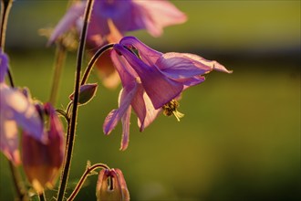 Columbine, meadow Tegernsee valley, Upper Bavaria, Bavaria, Germany, Europe