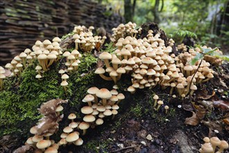 Conifer tuft (Hypholoma capnoides), also known as honey agaric, grows on a dead tree stump in a