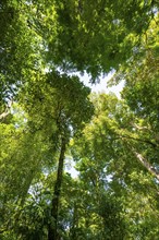 Trees in the rainforest, dense vegetation, Tortuguero National Park, Costa Rica, Central America