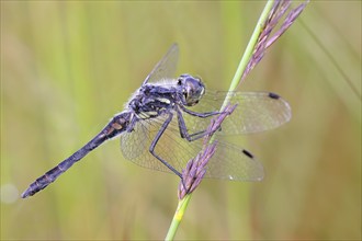 Black Darter (Sympetrum danae), male sitting on a blade of grass, wildlife, dragonflies, insects,