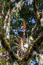 Bromeliads, dense vegetation in the cloud forest, mountain rainforest, Parque Nacional Los