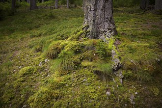 Tree trunk, roots, moss-covered, Taser Höhenweg, forest, Schenna, Scena, South Tyrol, Autonomous