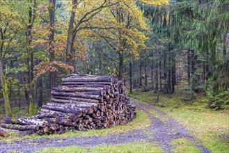 Logs stacked by a dirt road in a mixed forest in autumn