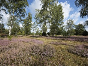 Heather blossom in the Senne-Moosheide nature reserve, North Rhine-Westphalia, Germany, Europe