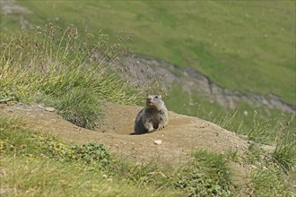 Marmot (Marmota), Grossglockner High Alpine Road, Salzburger Land, Austria, Europe