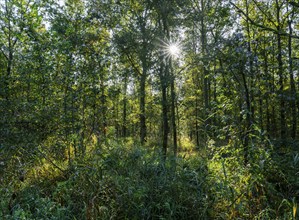 Wilderness forest, trees in backlight with sun star, Lower Saxony, Germany, Europe