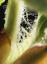 Chestnut, common horse-chestnut (Aesculus hippocastanum), detail of bud, resin droplets and fine