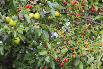 Pears and rose hips, April, Germany, Europe