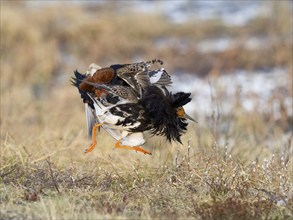 Ruff (Calidris pugnax) two males in breeding plumage at lek, fighting over female, Pokka, Finnish