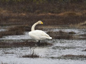 Whooper Swan (Cygnus cygnus) adult standing in lake, with falling sleet, May, Finnish Lapland