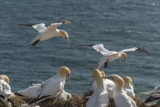 Two northern gannets (Morus bassanus) in flight off the offshore island of Heligoland, juvenile,