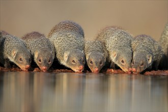 Zebra mongoose (Mungos mungo), adult, group, at the water, drinking, Kruger National Park, Kruger