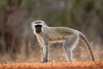 Vervet Monkey (Chlorocebus pygerythrus), adult, at the water, alert, Kruger National Park, Kruger