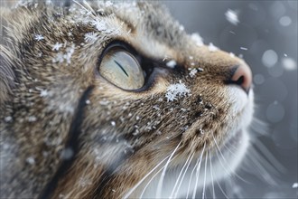 Close up of cat's face covered in snowflakes. Generative Ai, AI generated