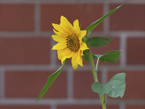 Sunflower (Helianthus annuus), a single bright yellow sunflower with green leaves against a brick