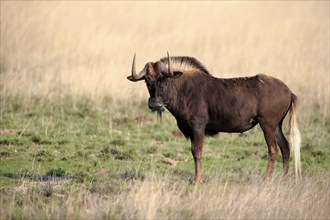 White-tailed wildebeest (Connochaetes gnou), adult, alert, Mountain Zebra National Park, Eastern