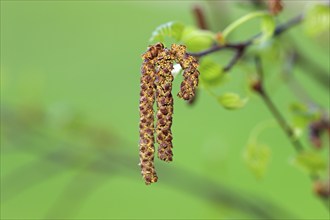 Black alder (Alnus glutinosa), flower, Germany, Europe