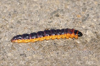 A close-up image of a caterpillar on a textured surface, showcasing its bright orange and black