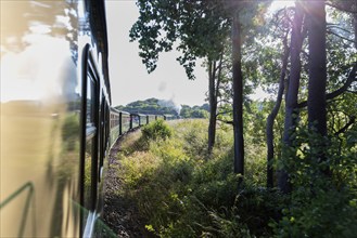 A train travelling through a green landscape, surrounded by trees and sunlight falling through the