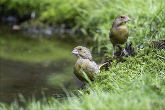 European greenfinches (Carduelis chloris) at the watering hole, Emsland, Lower Saxony, Germany,