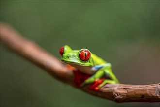 Red-eyed tree frog (Agalychnis callidryas), sitting on a branch, Heredia province, Costa Rica,