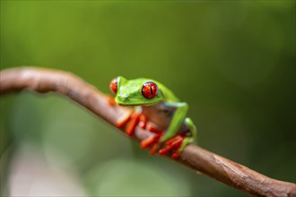 Red-eyed tree frog (Agalychnis callidryas), sitting on a branch, Heredia province, Costa Rica,