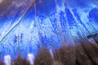 Detail of the butterfly wing of a Morpho helenor, Anaxibia morpho butterfly, Alajuela province,