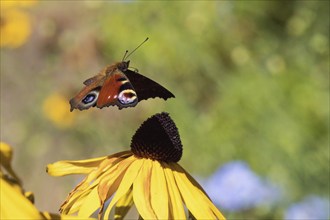 A european peacock (Inachis io) flies over a yellow flower, coneflower (Rudbeckia fulgida), in a